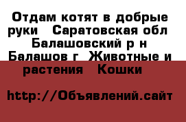 Отдам котят в добрые руки - Саратовская обл., Балашовский р-н, Балашов г. Животные и растения » Кошки   